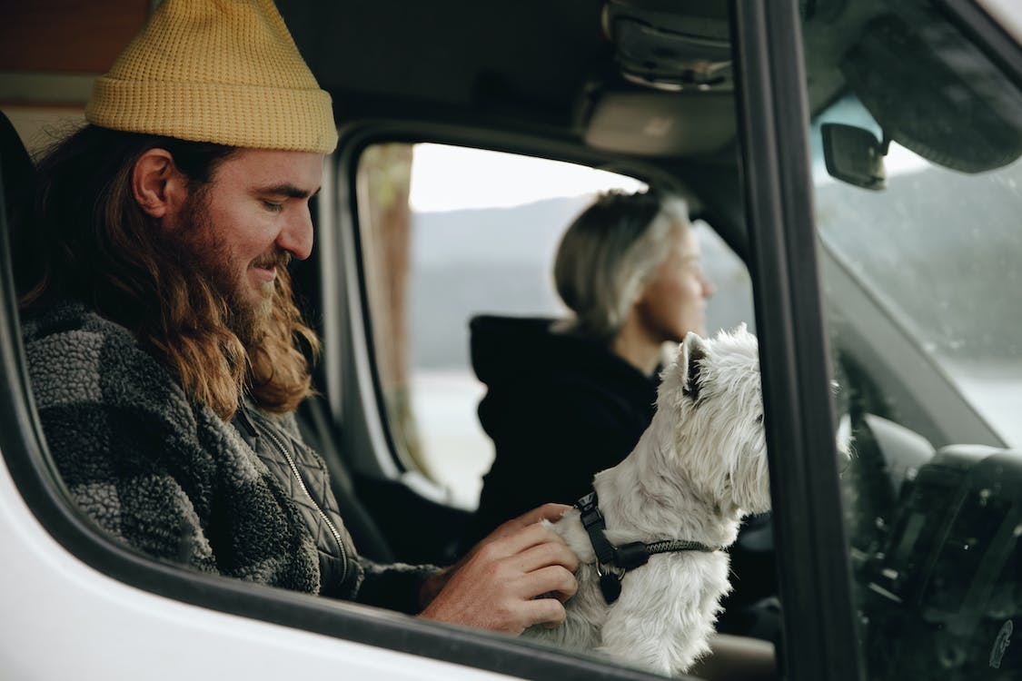 campervan dog